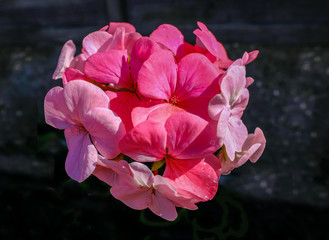 Pink geranium head closeup in full bloom