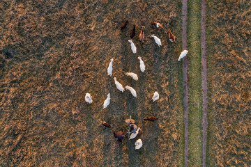 Herd of goats, aerial view, fall season background