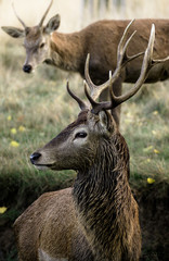 Stags in Richmond Park in London