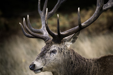Stags in Richmond Park in London