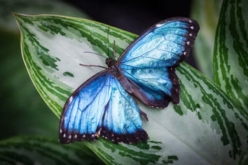 Fototapeta na wymiar blue morpho butterfly