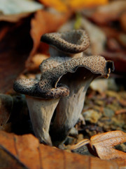 Craterellus cornucopioides