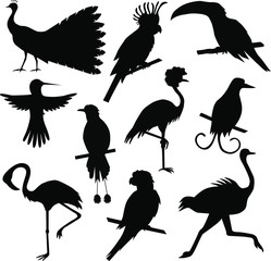 black tropical birds isolated on white background