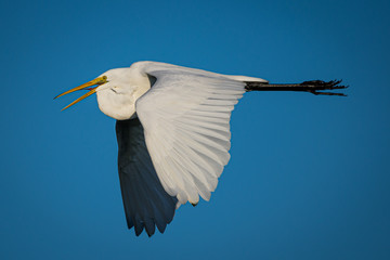 White Bird in Flight Wings Down