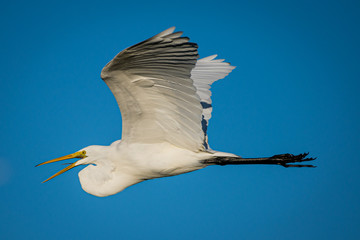 Obraz premium White Bird in Flight Wings Up