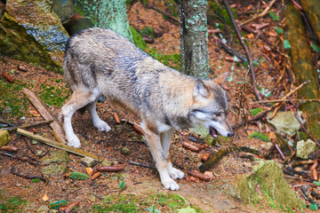 The wolf (Canis lupus), also known as the gray or grey wolf in natural habitat