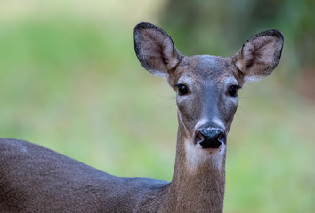 Obraz premium Doe standing in a grassy meadow