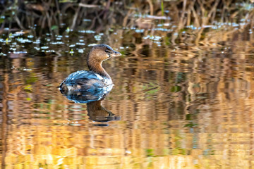 Grebe - swimming in a lake in Florida