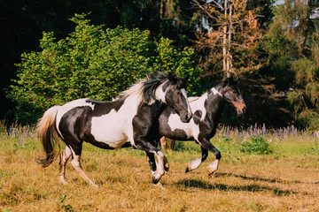 Fototapeta na wymiar running painted country horse in a rural country side