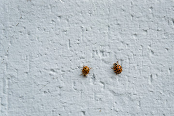 Two ladybugs on a painted brick wall