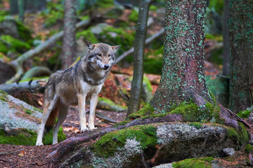 The wolf (Canis lupus), also known as the gray or grey wolf in natural habitat