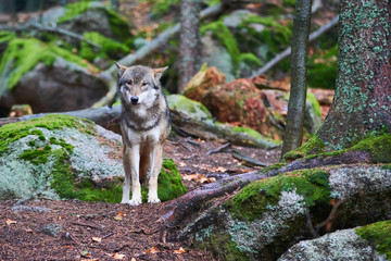 Obraz premium The wolf (Canis lupus), also known as the gray or grey wolf in natural habitat