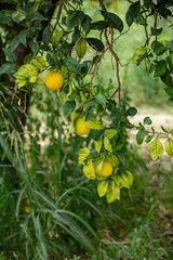 Small tree with several orange fruits. Some fruits is not ripe yet.