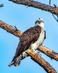 Naklejka premium Osprey perched on a tree branch