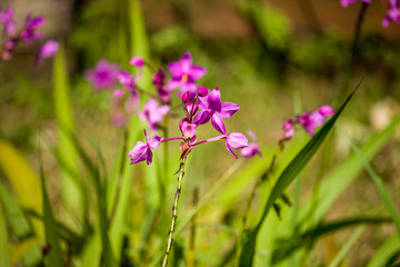 Ground Orchid Flower, Spathoglottis Plicata