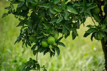 Small tree with several orange fruits. Some fruits is not ripe yet.