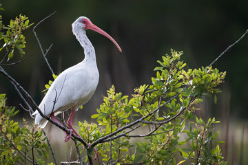 Perched White Egret