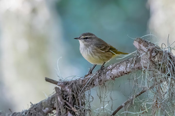 Palm warbler on a branch with Spanish moss