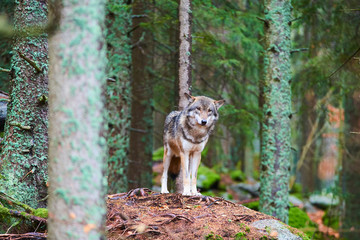The wolf (Canis lupus), also known as the gray or grey wolf in natural habitat