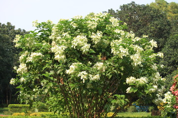 Fototapeta na wymiar White Flower on the Tree