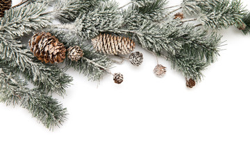 branch of fir-tree and cone on a white background closeup