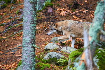 The wolf (Canis lupus), also known as the gray or grey wolf in natural habitat
