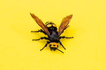 Mammoth wasp, Megascolia maculata, Huge wasp on yellow background in a flat surface, Macro