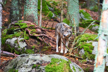 The wolf (Canis lupus), also known as the gray or grey wolf in natural habitat
