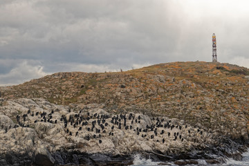 Argentina, Patagonia – birds on the rocky island.