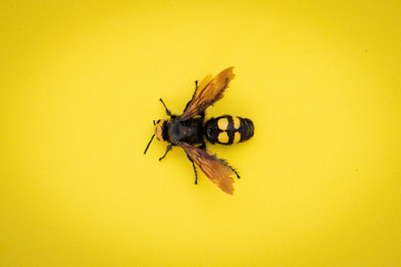 Mammoth wasp, Megascolia maculata, Huge wasp on yellow background in a flat surface, Macro