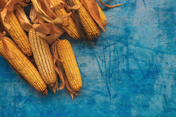 Harvested corn on the cob on grunge blue background