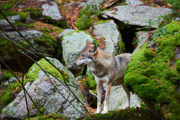 The wolf (Canis lupus), also known as the gray or grey wolf in natural habitat