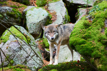 The wolf (Canis lupus), also known as the gray or grey wolf in natural habitat