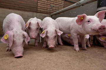 Pigs at stable. Farming. Piglets. Netherlands. 