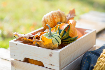 Decorative pumpkins in wooden box in an autumn garden