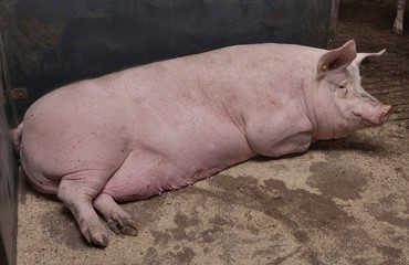 Pigs at stable. Farming. Pregnant sow resting. Netherlands.