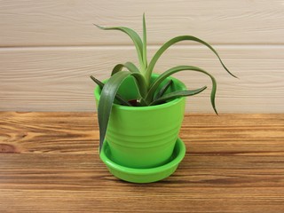 Indoor plant Haworthia in a green flower pot. Flower pot on wooden background.