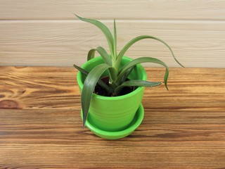 Indoor plant Haworthia in a green flower pot. The pot is on a wooden table.