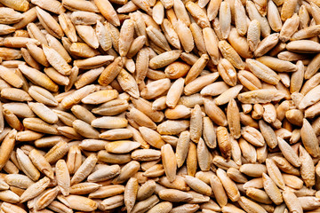 Close up of raw rye seeds 