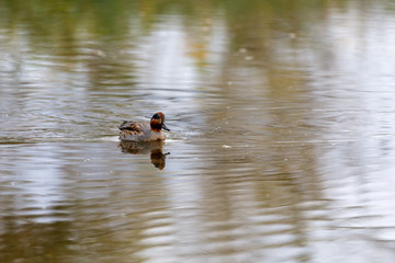 Teal, surface duck. Family Anatidae - Anas crecca