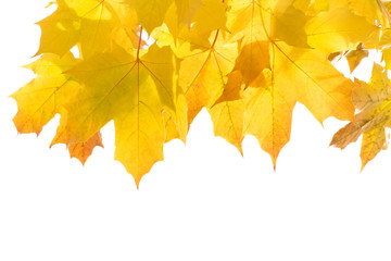 Yellow and brown autumn leaves on a tree branch on a white isolated background. Place for text