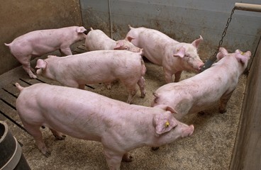 Pigs at stable. Farming