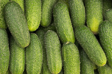 Green cucumbers for salad lie on the window of a market, store, supermarket