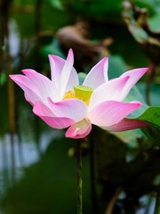 White pink lotus 