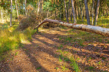 Wide angle image of a beautiful forest in Fall season with sunlight passing through the trees