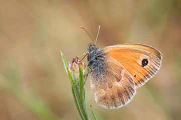Obraz premium small heath butterfly (Coenonympha pamphilus) resting