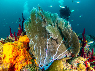 Caribbean Reef