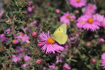 A yellow butterfly sits on a pink aster.