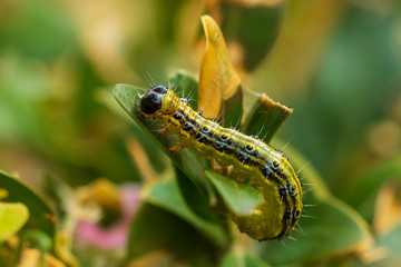 Box tree moth, Cydalima perspectalis