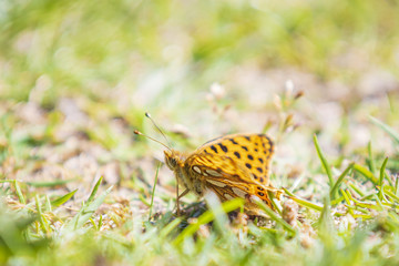 Queen of spain fritillary, issoria lathonia, butterfly resting in a meadow.
